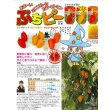 画像2: 送料無料　[ピーマン]　ぷちピープロ　オレンジ　100粒　トキタ種苗(株) (2)