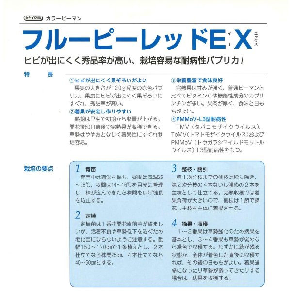 画像5: 送料無料　[ピーマン]　カラーピーマン　フルーピーレッドEX　500粒　レッド　タキイ種苗(株) (5)