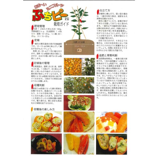 画像3: 送料無料　[ピーマン]　ぷちピープロ　オレンジ　10粒　トキタ種苗(株) (3)