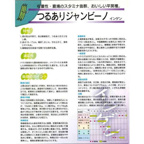 画像5: 送料無料 [いんげん] つるあり ジャンビーノ菜豆 1dl (株)サカタのタネ (5)