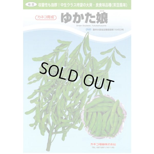 画像2: [枝豆]　ゆかた娘　2000粒　カネコ種苗（株） (2)
