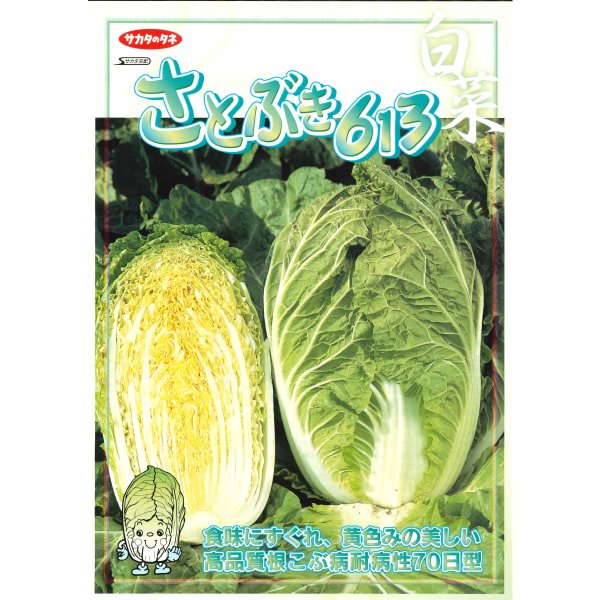 画像2: [白菜] 耐病黄芯やわらか甘い70日(さとぶき613) 約130粒 (株)サカタのタネ 実咲450(002933) (2)