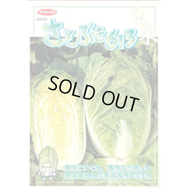 画像2: 送料無料　白菜　耐病黄芯やわらか甘い70日(さとぶき613)　約130粒　(株)サカタのタネ　実咲450（002933） (2)