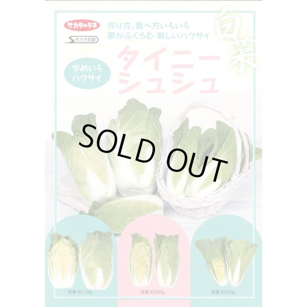 画像2: 送料無料　[白菜]　タイニーシュシュ　約300粒　(株)サカタのタネ　実咲450（003430） (2)