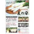 画像2: 送料無料 [大根] 夏の守 ペレット種子5000粒 (株)サカタのタネ (2)