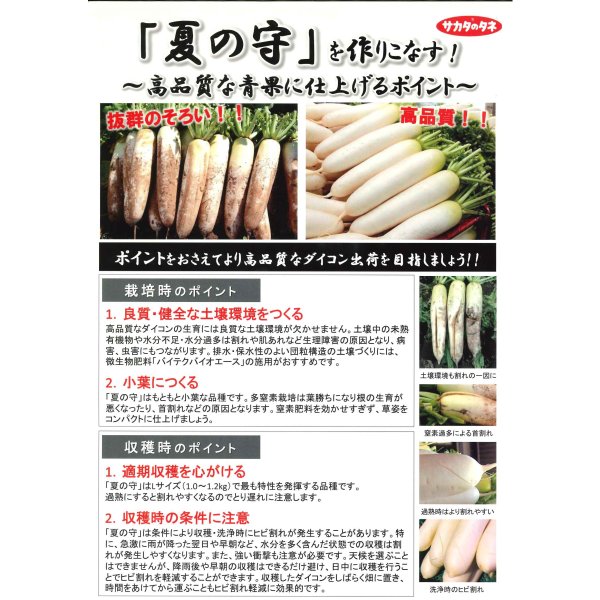 画像4: 送料無料 [大根] 夏の守 800粒 (株)サカタのタネ (4)