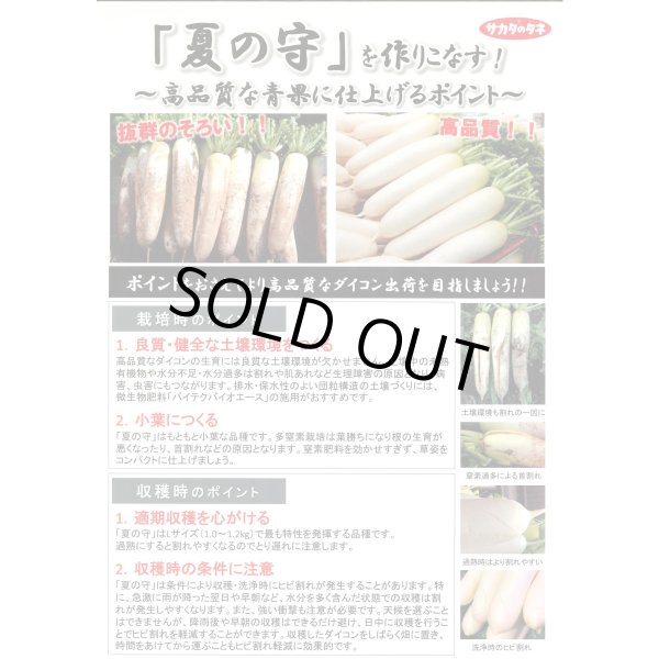 画像3: 送料無料 [大根] 夏の守 ペレット種子5000粒 (株)サカタのタネ (3)