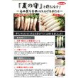 画像3: 送料無料 [大根] 夏の守 8000粒 (株)サカタのタネ (3)
