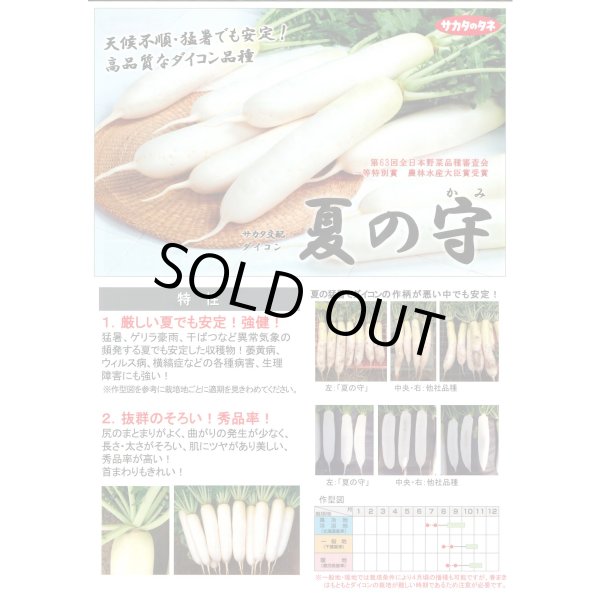 画像2: 送料無料 [大根] 夏の守 8000粒 (株)サカタのタネ (2)