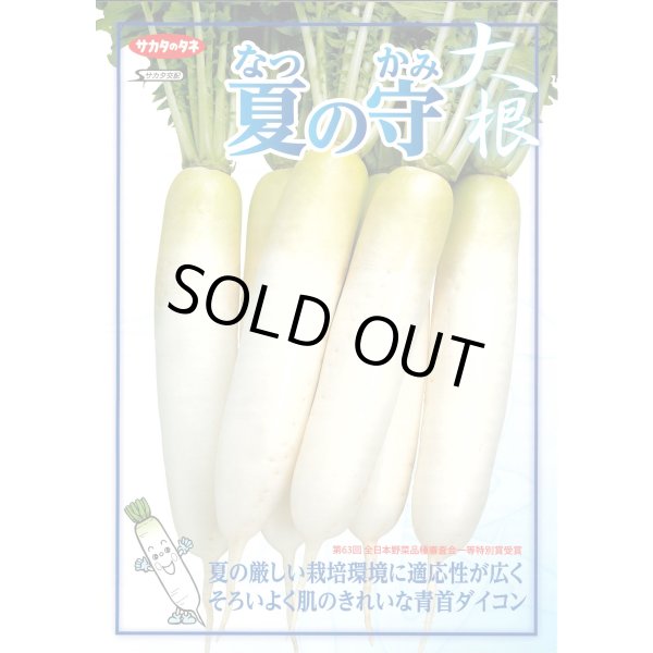 画像5: 送料無料 [大根] 夏の守 800粒 (株)サカタのタネ (5)