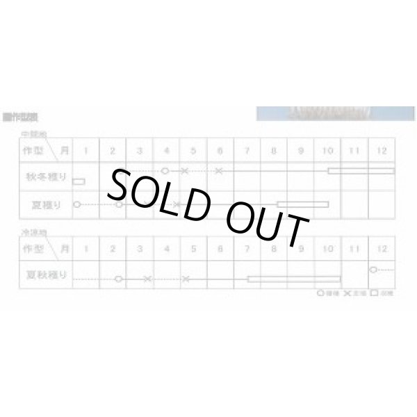 画像3: [ねぎ]　項羽一本太　ペレット種子　5千粒　（株）トーホク　 (3)