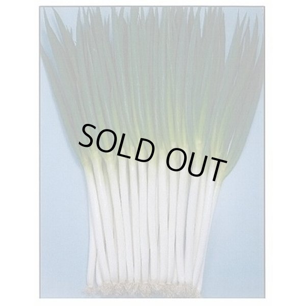 画像2: [ねぎ]　項羽一本太　ペレット種子　5千粒　（株）トーホク　 (2)