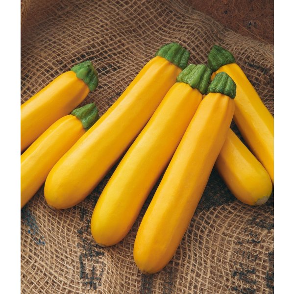 画像3: 送料無料　[ズッキーニ]　オーラムEX　10粒　タキイ種苗(株)　GF (3)