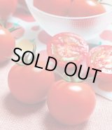 画像: 送料無料　[トマト/中玉トマト]　TYフルティカSC　100粒　タキイ種苗(株)