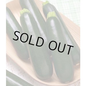 画像: 送料無料　[ズッキーニ]　ダイナーEX　100粒　タキイ種苗（株）