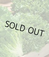 画像: [レタス]　グリーンサンバ　ペレット種子　5000粒　タキイ種苗(株)