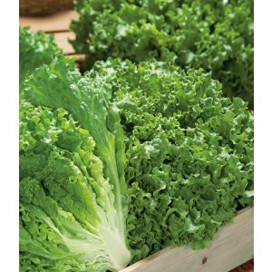 画像: [レタス]　グリーンサンバ　ペレット種子　5000粒　タキイ種苗(株)