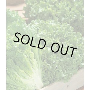 画像: [レタス]　グリーンサンバ　ペレット種子　5000粒　タキイ種苗(株)