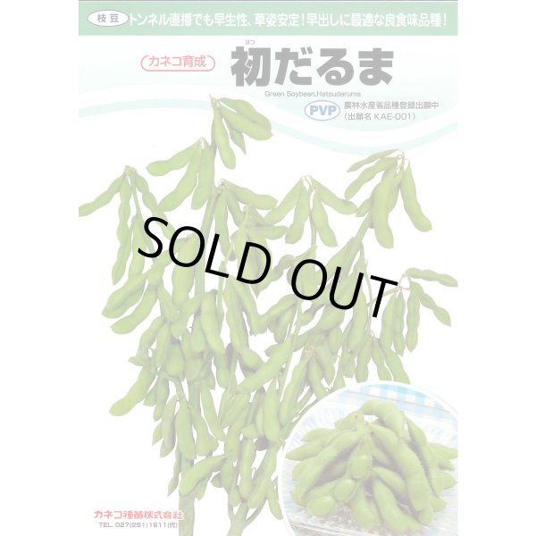 画像4: 送料無料　[枝豆]　初だるま　100粒　カネコ種苗（株） (4)