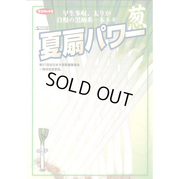 画像4: 送料無料　[ねぎ]　夏扇パワー　3ml(粒数目安およそ500粒)　(株)サカタのタネ　実咲450（101526） (4)