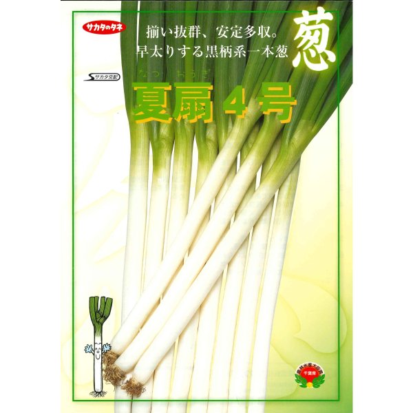 画像6: 送料無料 [ねぎ] 夏扇4号 ペレット種子 6000粒 (株)サカタのタネ (6)