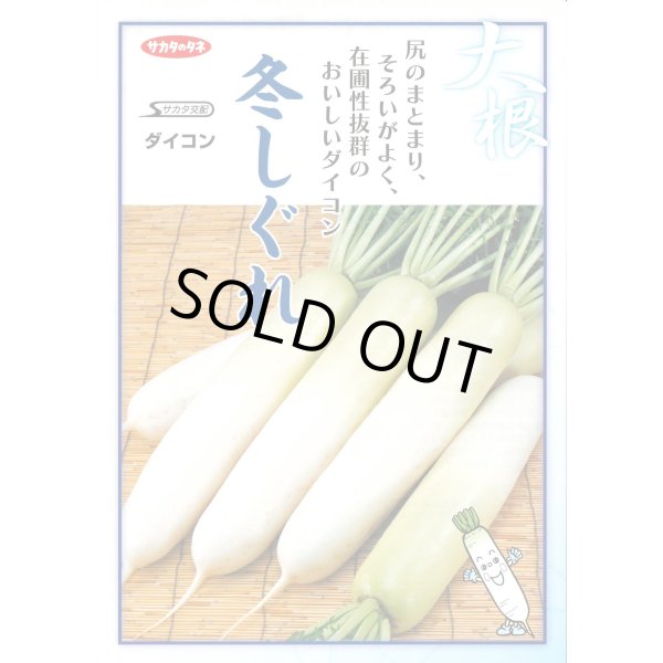 画像4: 送料無料　[大根]　冬しぐれ　(約150粒)　(株)サカタのタネ　実咲450（003955） (4)