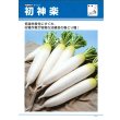 画像4: 送料無料　大根　初神楽　3.5ml　タキイ種苗(株)　DF (4)