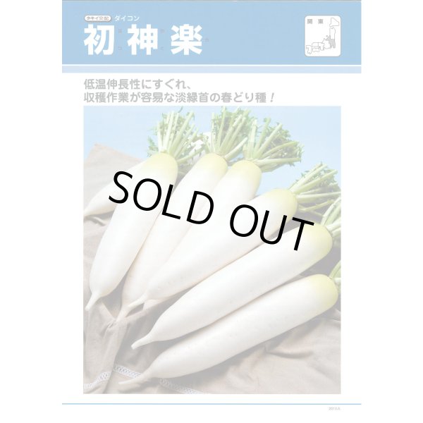 画像4: 送料無料　大根　初神楽　3.5ml　タキイ種苗(株)　DF (4)