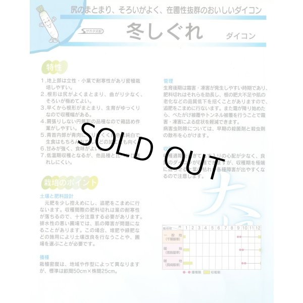 画像5: 送料無料　[大根]　冬しぐれ　(約150粒)　(株)サカタのタネ　実咲450（003955） (5)