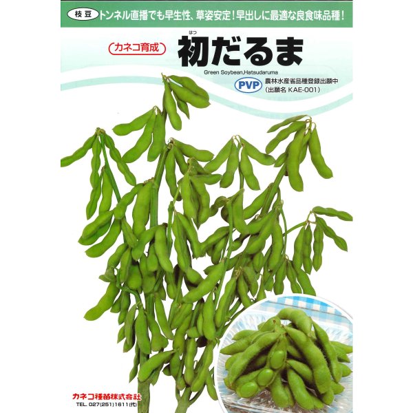 画像4: [枝豆]　初だるま　1000粒　カネコ種苗（株） (4)