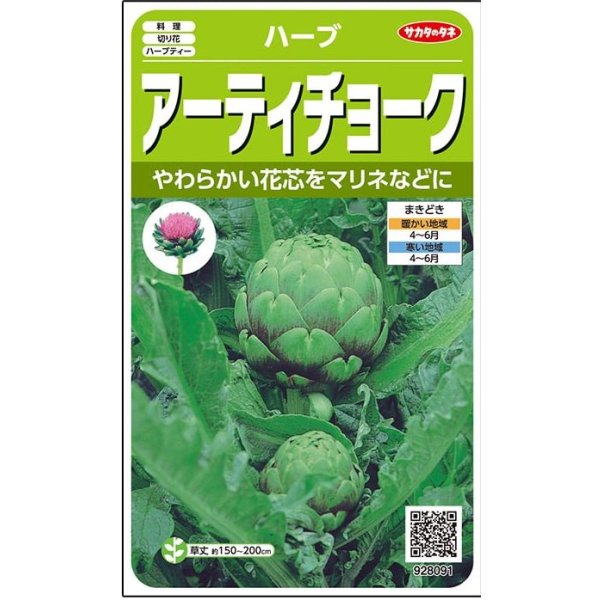 画像1: 送料無料　[ハーブの種]　　アーティチョーク　17粒　(株)サカタのタネ　実咲（003192） (1)
