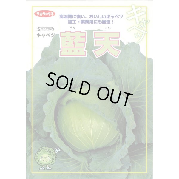 画像4: 送料無料　[キャベツ]　藍天　0.8ml（約85粒）（株）サカタのタネ　実咲450（003731） (4)