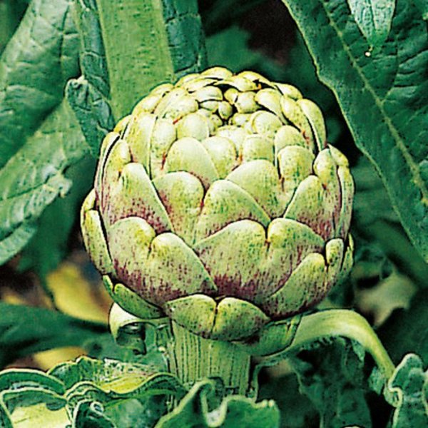 画像2: 送料無料　[ハーブの種]　　アーティチョーク　17粒　(株)サカタのタネ　実咲（003192） (2)