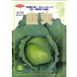 画像3: 送料無料 [キャベツ] 藍天 2000粒 （株）サカタのタネ (3)