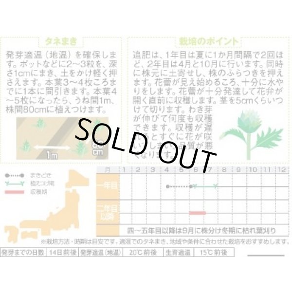 画像3: [ハーブの種] アーティチョーク 17粒 (株)サカタのタネ 実咲250(003192) (3)
