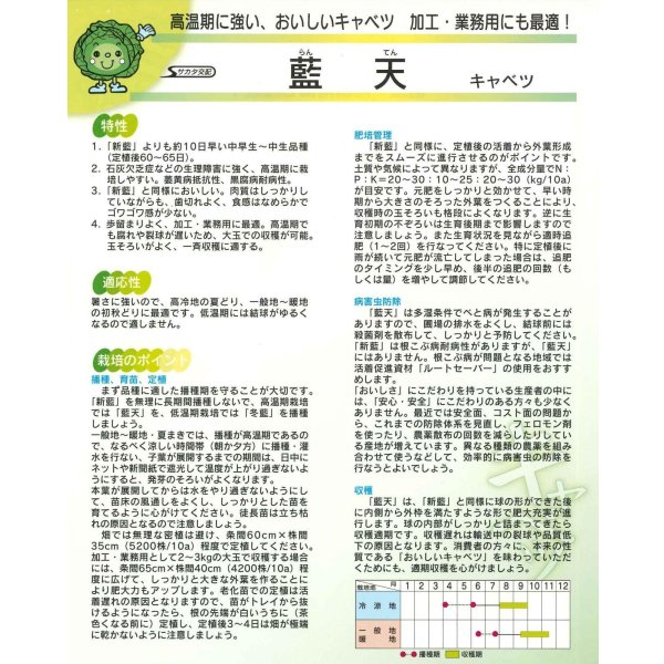 画像4: 送料無料 [キャベツ] 藍天 2000粒 （株）サカタのタネ (4)