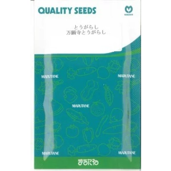 画像1: 送料無料　[とうがらし]　万願寺とうがらし　20ml　丸種(株) (1)