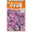 画像1: 送料無料　花の種　宿根　かすみ草　エレガンスローズ　約365粒（株）サカタのタネ　実咲200（026314）　 (1)