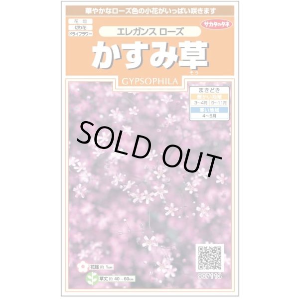 画像1: 花の種 宿根 かすみ草 エレガンスローズ 約365粒（株）サカタのタネ 実咲200（026314） (1)