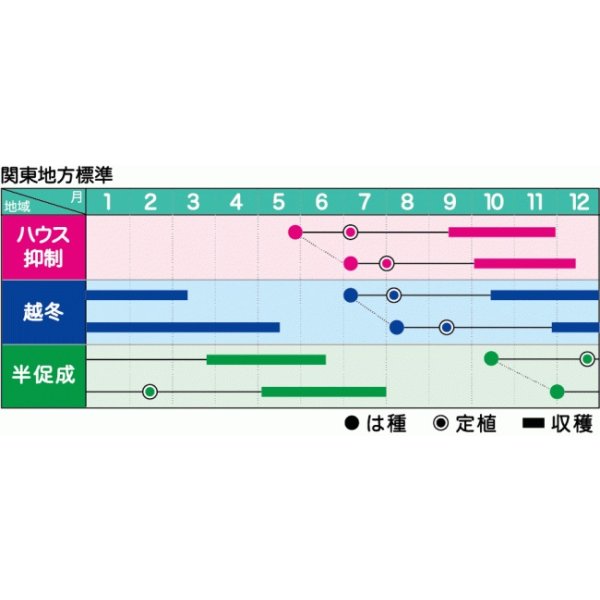画像3: 送料無料　[トマト]　大玉トマト　はれぞら　1000粒　ヴィルモランみかど（株） (3)