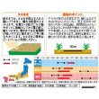 画像2: 送料無料　花の種　宿根　かすみ草　エレガンスローズ　約365粒（株）サカタのタネ　実咲200（026314）　 (2)