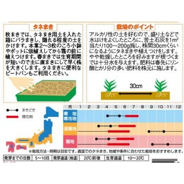 画像2: 送料無料　花の種　宿根　かすみ草　エレガンスローズ　約365粒（株）サカタのタネ　実咲200（026314）　 (2)