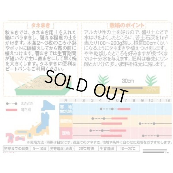 画像2: 花の種 宿根 かすみ草 エレガンスローズ 約365粒（株）サカタのタネ 実咲200（026314） (2)