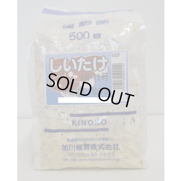 画像1: [きのこ菌]　しいたけ菌　KM-11号（秋春型）　500駒　加川椎茸（株） (1)