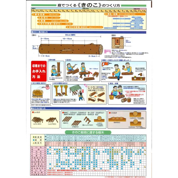 画像3: [きのこ菌]　しいたけ菌　KM-11号（秋春型）　500駒　加川椎茸（株） (3)