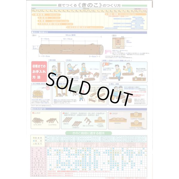 画像3: [きのこ菌]　しいたけ菌　KM-11号（秋春型）　250駒　加川椎茸（株） (3)