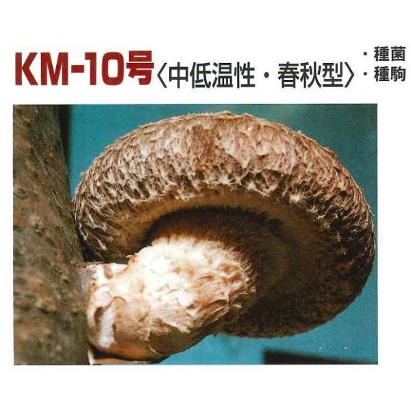 画像2: [きのこ菌]　しいたけ菌　KM-10号（春秋） 500駒　加川椎茸（株） (2)
