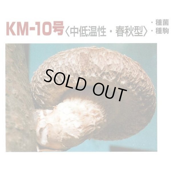 画像2: [きのこ菌]　しいたけ菌　KM-10号（春秋）250駒　加川椎茸（株） (2)