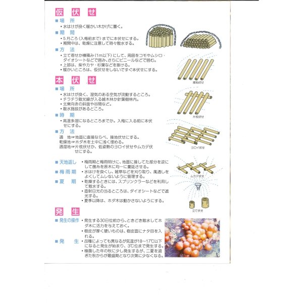 画像4: [きのこ菌]　しいたけ菌　KM-11号（秋春型）　500駒　加川椎茸（株） (4)
