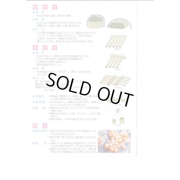 画像4: [きのこ菌]　しいたけ菌　KM-11号（秋春型）　250駒　加川椎茸（株） (4)